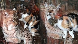 Stray Cat Sneaks Into The Zoo Looking For Food But Finds An Unusual Friend [upl. by Ahsieyk]