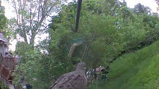 Mourning Dove [upl. by Cote]