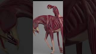 The Nuckelavee  Skinless Terror from Scottish folklore [upl. by Paule474]