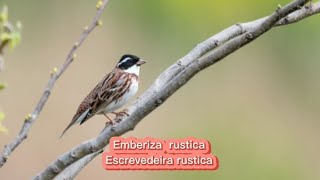 O canto da Escrevedeira rustica  Emberiza rustica [upl. by Moreen685]