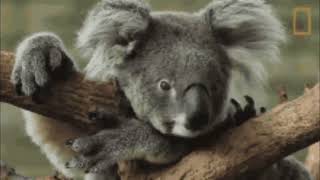 Koala 🐨 The Friendliest Marsupials from the Land Down Under 🇦🇺 [upl. by Kato]