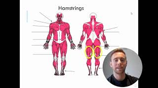 Muscles of the Body GCSE PE AQA Paper 1 [upl. by Nunci244]