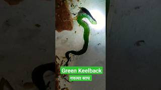 Green Keelback  Lead Keelback  गवत्या साप Maharashtra [upl. by Raseta]