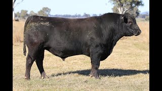 LOT 19 BOORAGUL QUINELLA T74 [upl. by Viveca]