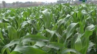 Sorgo de corte e pastejo para pequenas e grandes propriedades  Dia de Campo na TV [upl. by Miles174]