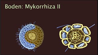 Mykorriza II  Erkennung und Nährstofftransfer [upl. by Ainirtak]