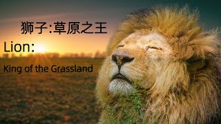 Lion King of the Grasslands 狮子：草原之王 [upl. by Cha176]