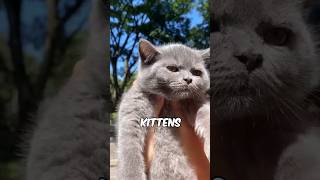 adorable british shorthair kitten will melt you 😍 [upl. by Oirad]