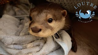 Otter Preparing To Sleep In A Dark Hole [upl. by Seraphine426]