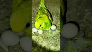 Budgies Parrot 🦜 Breeding Mood Egg Badrika parrot birds budgies parrotbreeding budgiesparrot [upl. by Jobye]