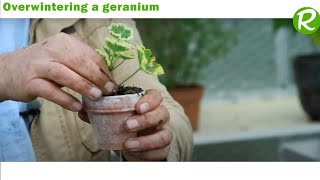 How to Successfully Overwinter Geraniums StepbyStep Guide [upl. by Sola]