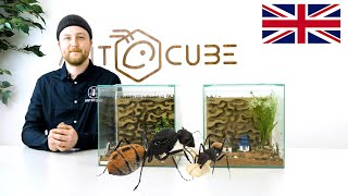 Camponotus fulvopilosus Formicarium  ANTCUBE [upl. by Uos]