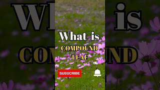 What is Compound Leaf shorts facts biology [upl. by Mintun]