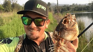 FLY FISHING FOR PEST FISH  Sight Fishing Wyaralong Dam [upl. by Llerot966]