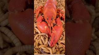 Mealworms vs crayfishMealworms eatingTamil facts onlyexperiment crayfish trend viral short [upl. by Ikkela264]