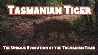 The Unique Evolution of the Tasmanian Tiger A Marsupial Apex Predator [upl. by Nnayd]