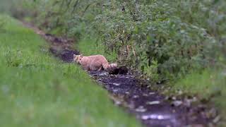 European polecat meets cat [upl. by Eliathas]