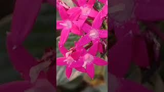 Pentas lanceolata flower Camera Action TO BE CONTINUED [upl. by Yatnahs710]