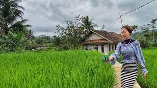 INTIP LAGI AH Suasana Sore Di Pedesaan Aktivitas Kakek Di Kampung Yang Indah Pedesaan Jawa Barat [upl. by Arva133]