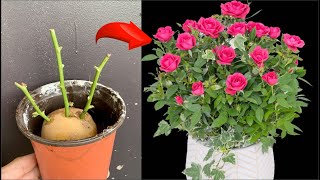 Rose propagation has never been easier anyone can do it [upl. by Ikin]