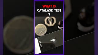 The Catalse Test  Explain [upl. by Eirrot]