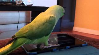 Indian ringneck parrot talking [upl. by Botti942]