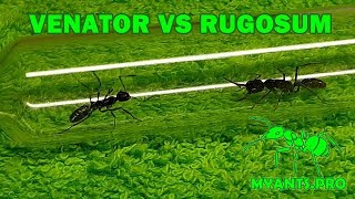 Venator vs Rugosum эксперимент [upl. by Anerda879]