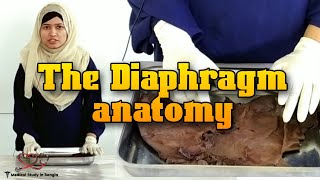 The Diaphragm anatomy in bangla  Medical Study in Bangla [upl. by Gault231]