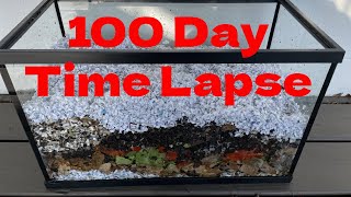 100 Days of Worm Composting in 3 Minutes [upl. by Flodur]