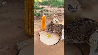 Create Easy DIY Trap  Quail Trap shorts [upl. by Othe]