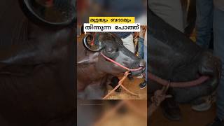 10 ബെൻസ്സിൻ്റെ വിലയുള്ള പോത്ത് anmol buffalo malayalam shorts [upl. by Neral]