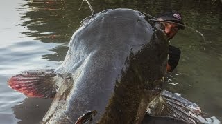 Incredible Huge Catfish 85 feet  250 LBS  HD by Yuri Grisendi [upl. by Luce367]