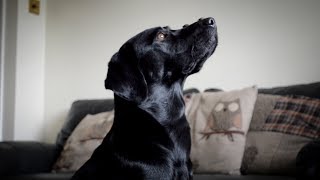 25 Labrador Tricks [upl. by Reinwald498]