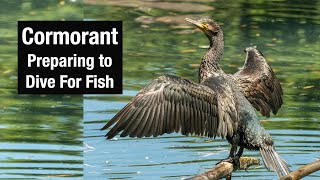 Cormorant Preparing to Dive for Fish [upl. by Aikim]