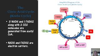 microbial metabolism for microbiology [upl. by Abrams660]