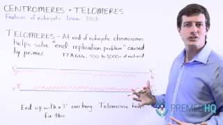 Telomeres Telomerase and their Function [upl. by Reivazx]