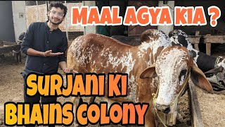 Surjani Ki Bhains Colony Karachi Cattle Rate Update 3May2024  Cow mandi 2024  Cattle Colony cow [upl. by Swiercz]