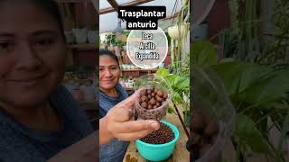 consejo trasplantar anturio de tierra a agua planta trasplantar [upl. by Inaliak]