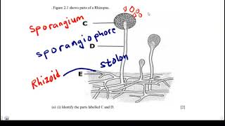 Parts of a Rhizopus and their Functions [upl. by Novrej]