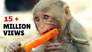 MONKEY VIDEO  Bandar  Monkey  Bandar Mama  Funny Monkey  MONKEY VIDEOS FOR KIDS [upl. by Bennion]