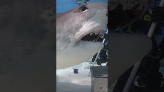 Curious tiger shark approaches divers at Tiger Beach Bahamas shark oceanlife underwater [upl. by Mayda]