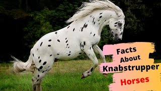 10 Interesting Facts About Knabstrupper Horses [upl. by Teirtza616]