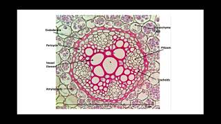 313 Transport in plants d Apoplast Symplast pathways and cohesionadhesion tension theory [upl. by Golden]