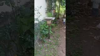 monitoring stingless bee farming stinglessbee honey [upl. by Verne]