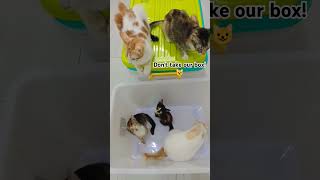 Box amp cats kucing kucinglucu kucinggemoy cat catlover cats catvideos catshorts kitten [upl. by Yelsek741]