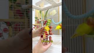 If you dont give your parrot vitamins its feathers will fall off Vegetable rack Raising parr [upl. by Ajuna]