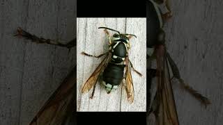 BaldFaced Hornet Dolichovespula maculata in Wasp Family Vespidae  Observed in Description [upl. by Enail161]