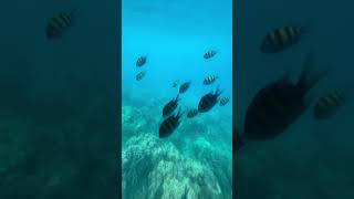 Must experience this at Andaman telugutravelvlogger [upl. by Hernandez]