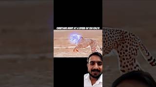 cheetah animals wildlife lion leopard anime animeedit onepunchman music cyberpunk2077 [upl. by Amadeo]