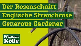 Der Rosenschnitt mit Klaus Kölle  Englische Strauchrose The Generous Gardener [upl. by Lednam]